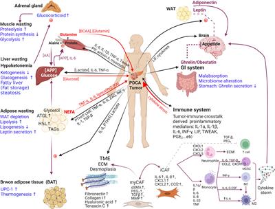 Review of the endocrine organ–like tumor hypothesis of cancer cachexia in pancreatic ductal adenocarcinoma